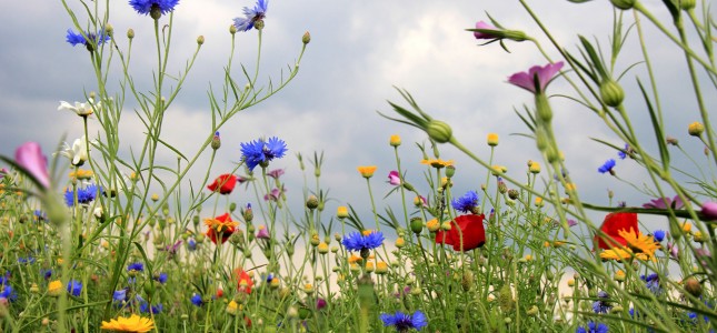 Deze afbeelding heeft een leeg alt-attribuut; de bestandsnaam is bloemen.jpg